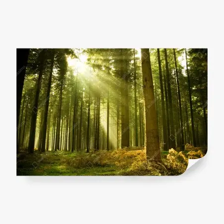 Wall mural sunlit pine forest • Wallissimo®