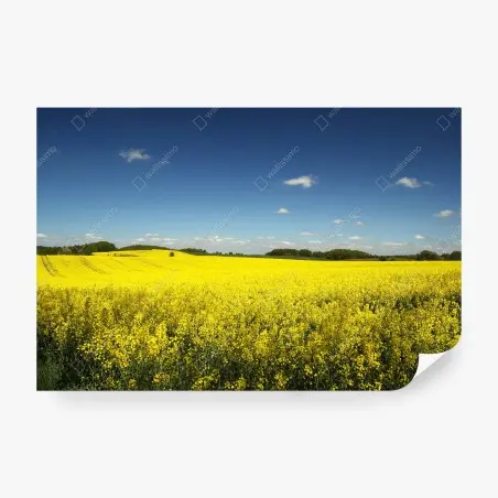 Wall mural vast yellow rapeseed field under blue sky • Wallissimo®