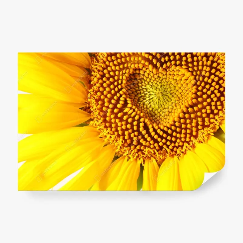 Wall mural sunflower with heart-shaped center