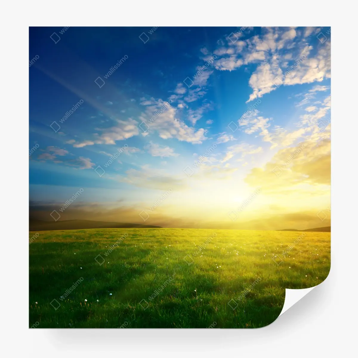 Wall mural sunlit meadow at sunrise • Wallissimo® Wall mural sunlit meadow at sunrise • Wallissimo®