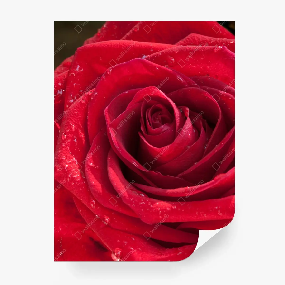 Wall mural red rose close-up with water droplets • Wallissimo®