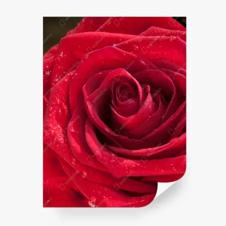 Wall mural red rose close-up with water droplets • Wallissimo®