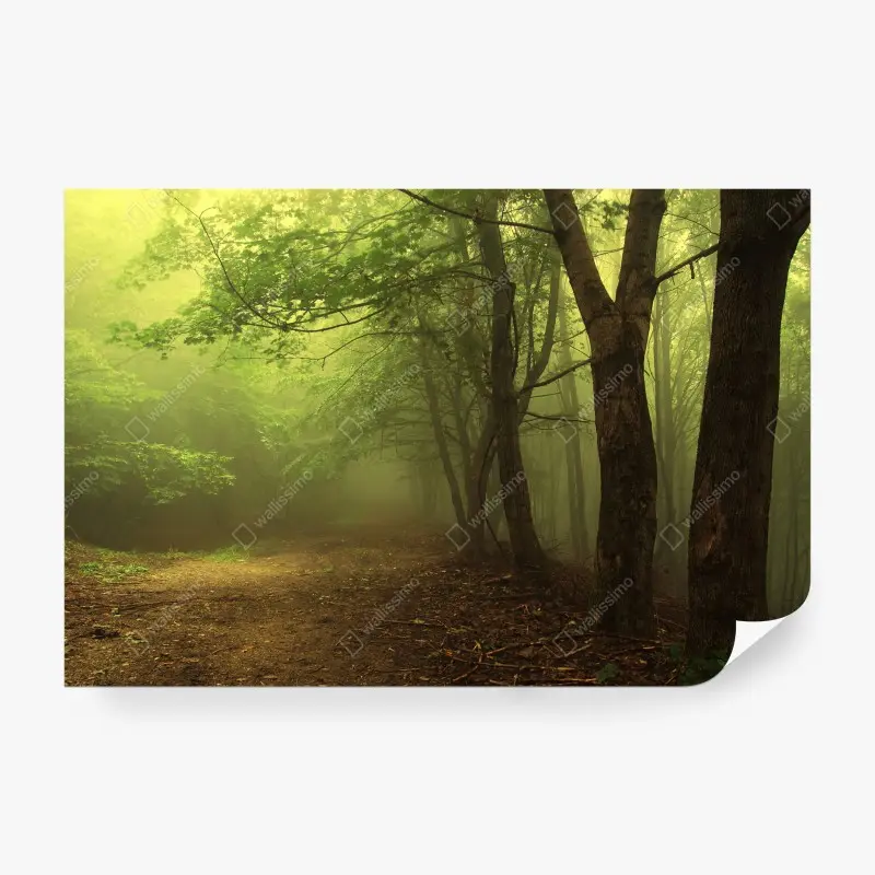 Wall mural misty green forest path
