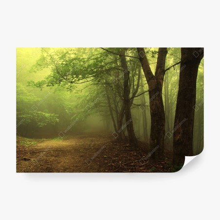 Wall mural misty green forest path • Wallissimo®