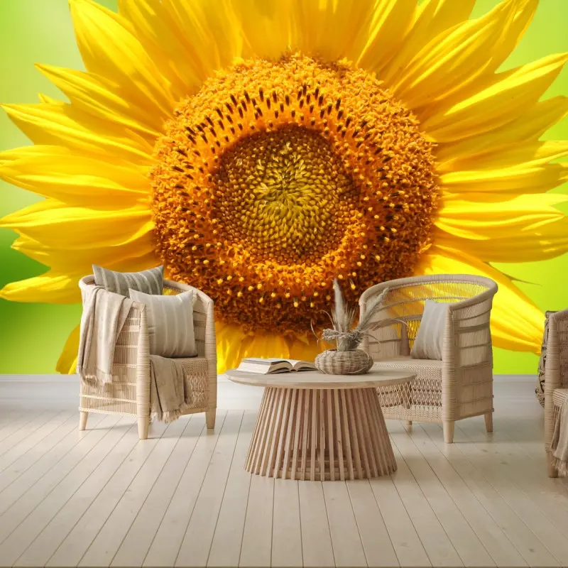 Wall mural bright sunflower close-up on green background