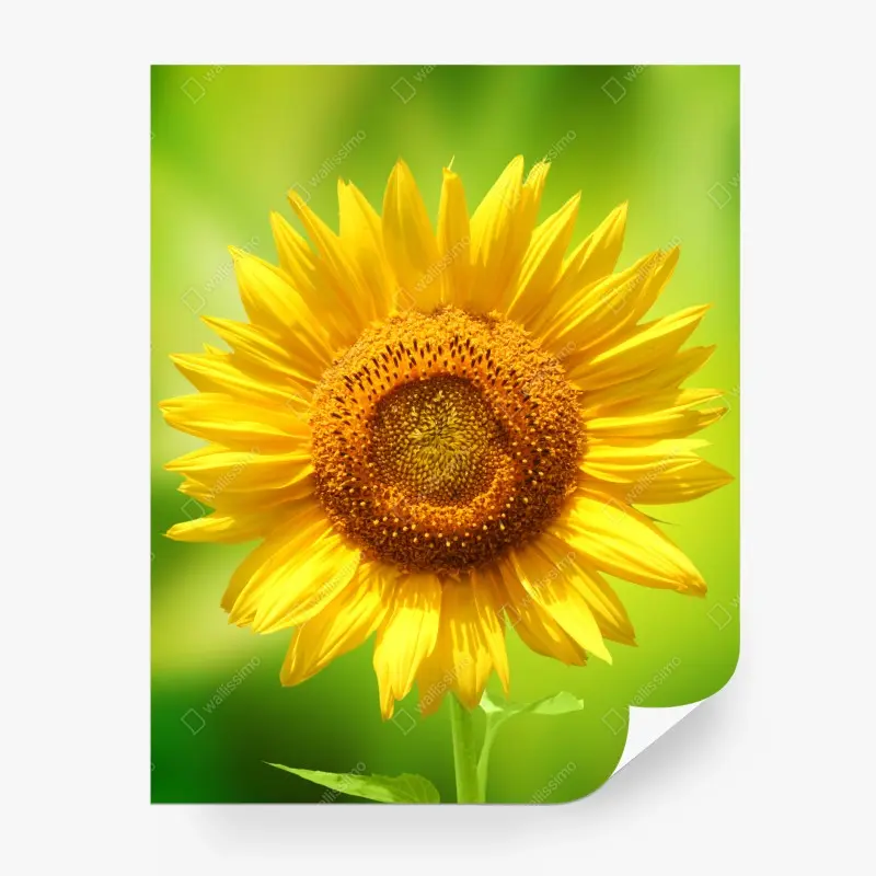 Wall mural bright sunflower close-up on green background