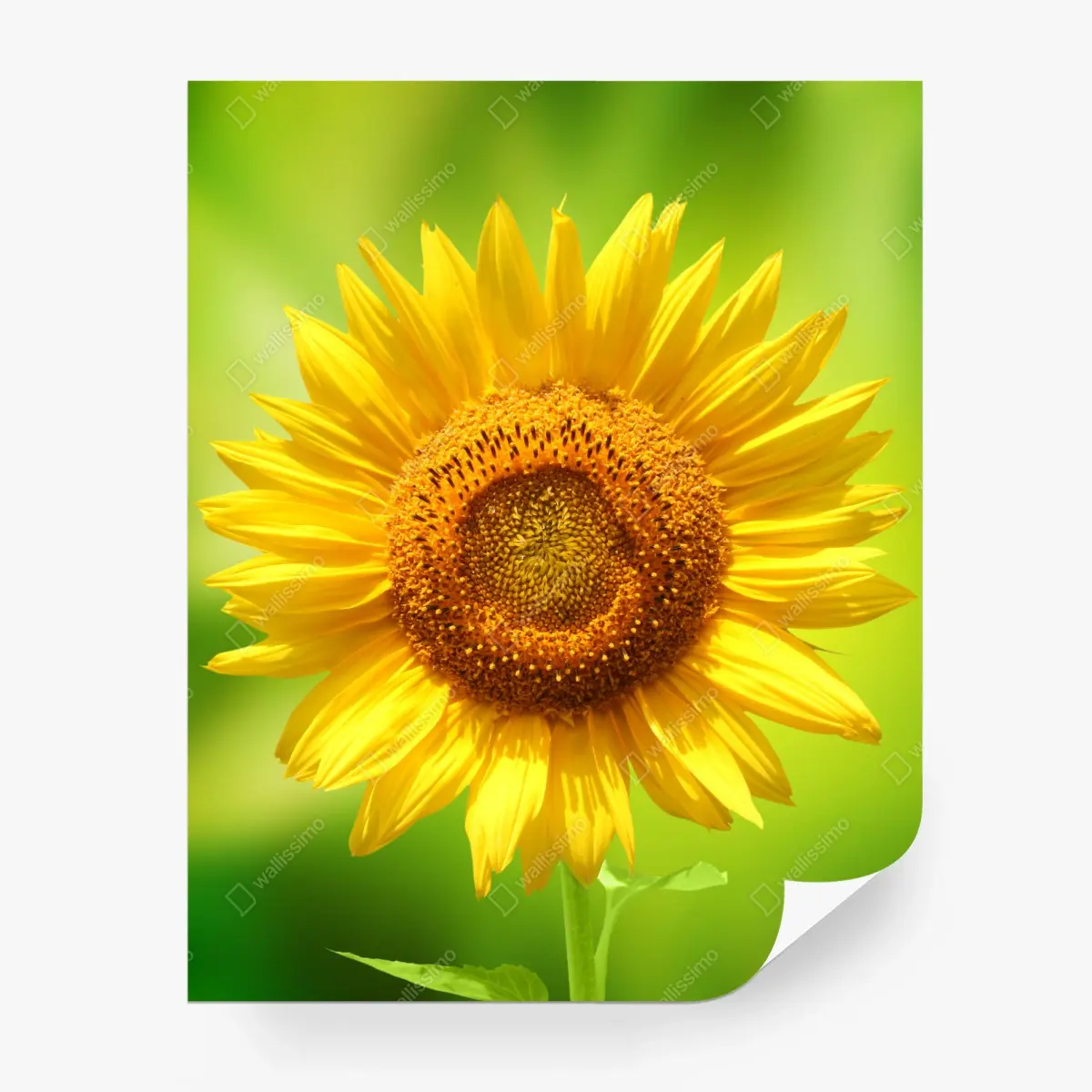 Wall mural bright sunflower close-up on green background • Wallissimo®