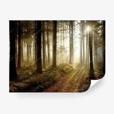 Wall mural sunlit forest path in morning mist • Wallissimo®