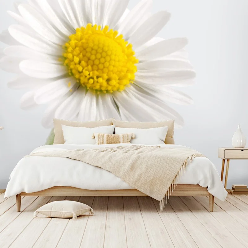 Wall mural white daisy close-up on soft background