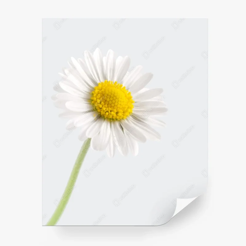 Wall mural white daisy close-up on soft background