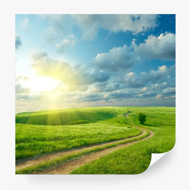 Wall mural sunlit summer meadow with winding road