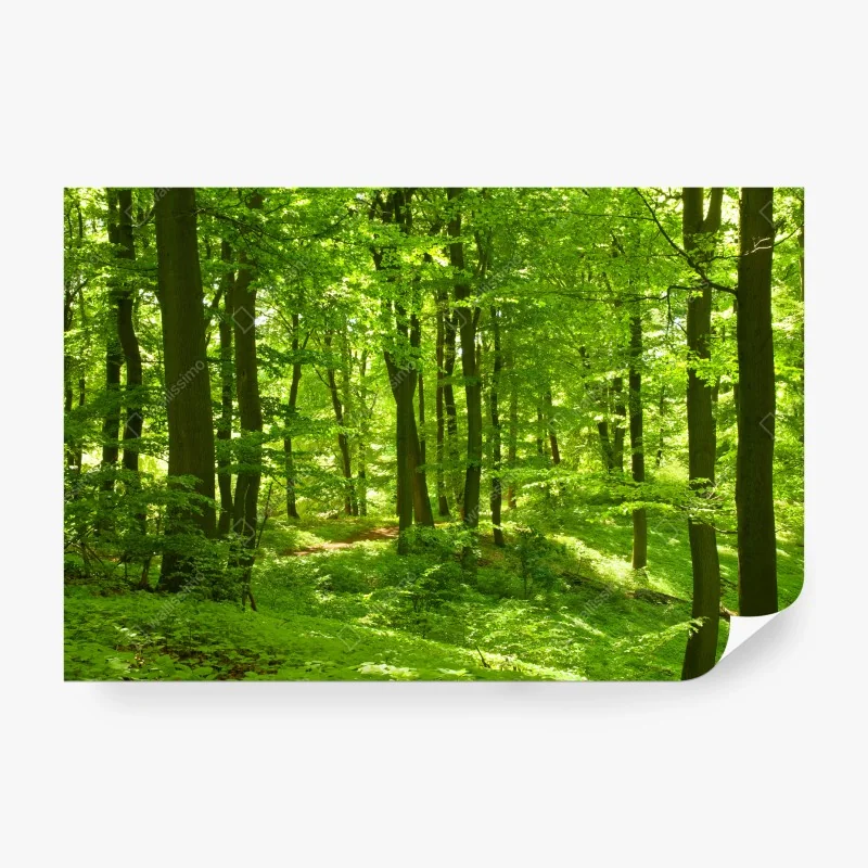 Wall mural lush green forest canopy • Wallissimo® Wall mural lush green forest canopy • Wallissimo®