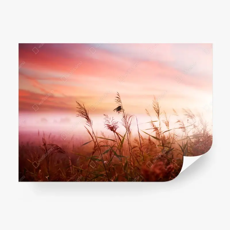 Wall mural misty meadow at sunrise