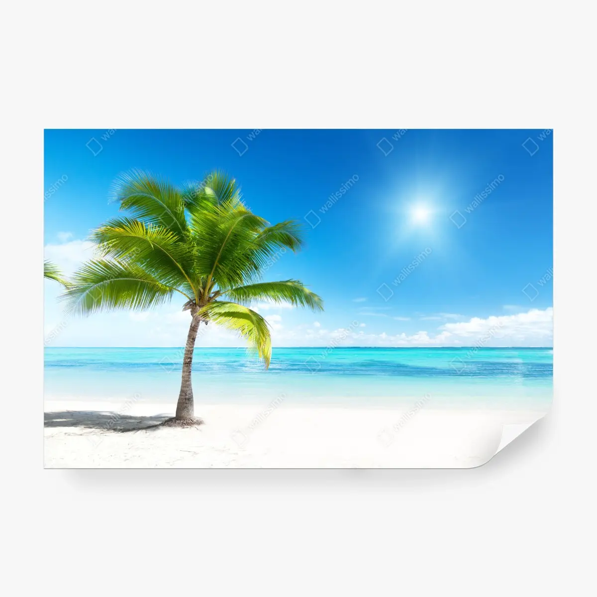 Wall mural tropical palm on turquoise beach • Wallissimo®