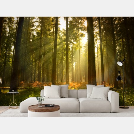 Wall mural golden forest at dusk • Wallissimo®