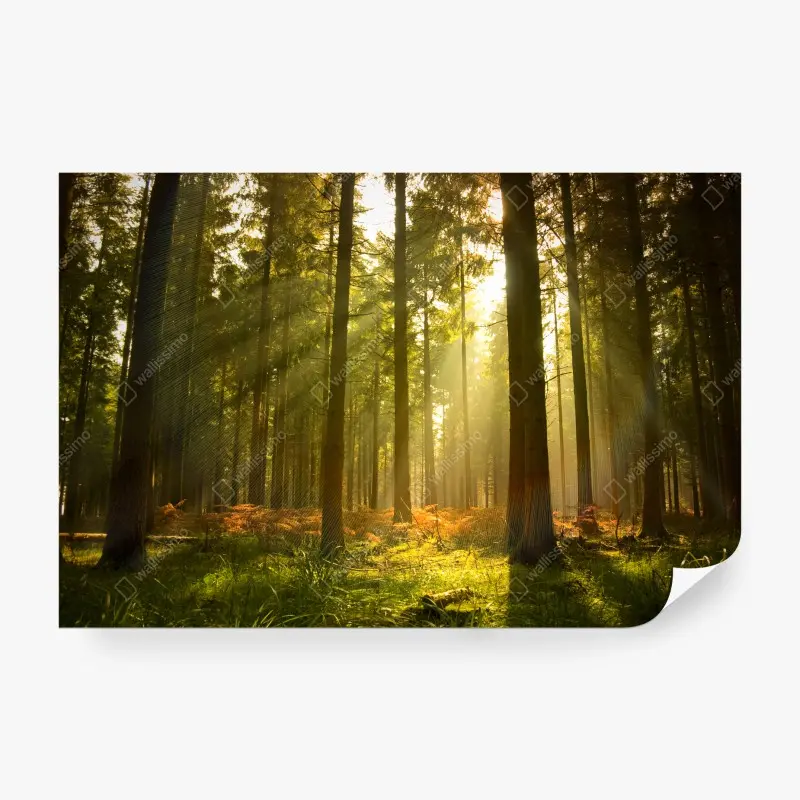 Wall mural golden forest at dusk