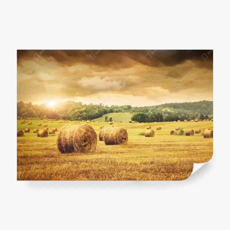 Wall mural golden hayfield at sunset