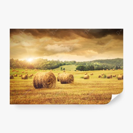 Wall mural golden hayfield at sunset • Wallissimo®