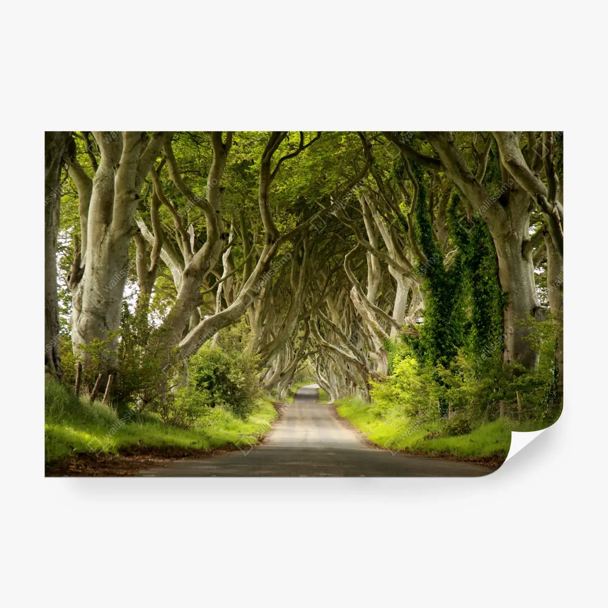 Wall mural enchanted beech tree tunnel • Wallissimo®