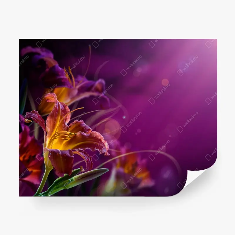 Wall mural glowing purple lily close-up