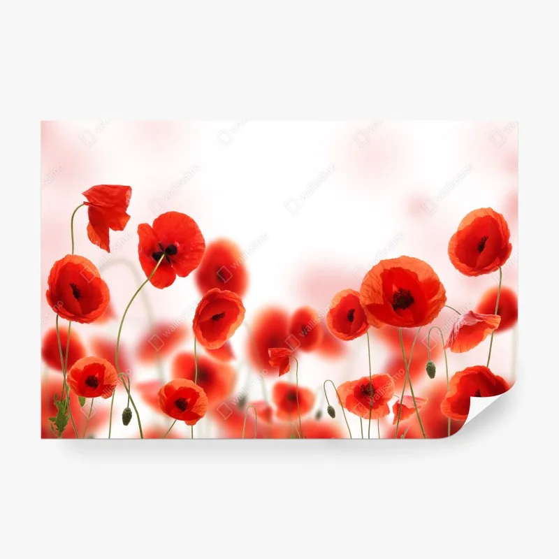 Wall mural red poppy meadow • Wallissimo® Wall mural red poppy meadow • Wallissimo®