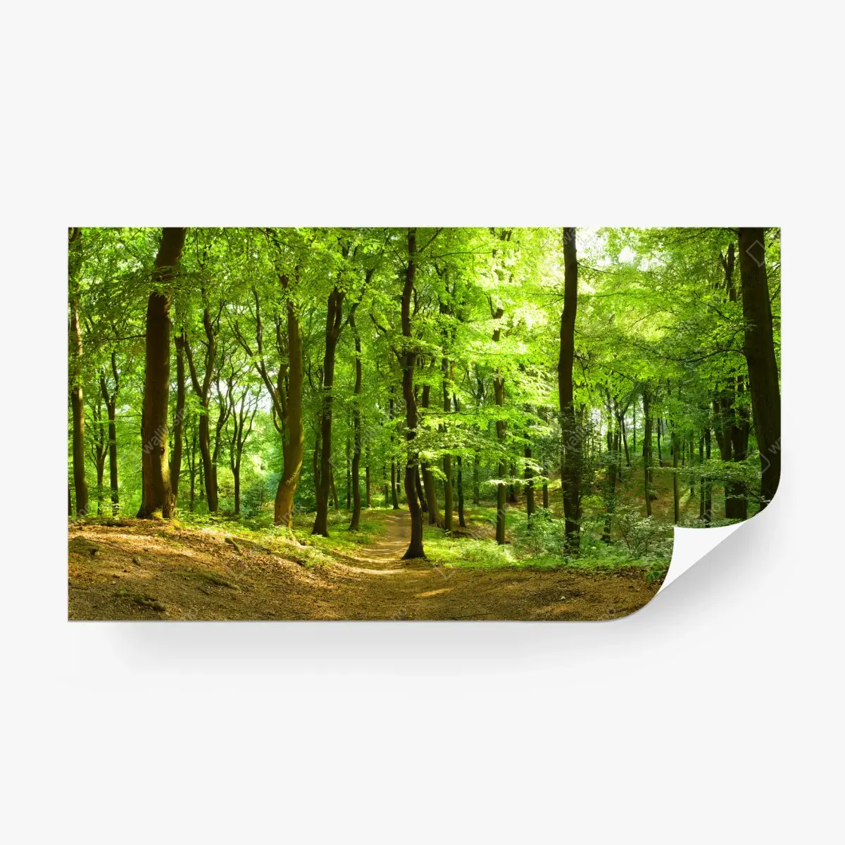 Wall mural serene green forest trail • Wallissimo®