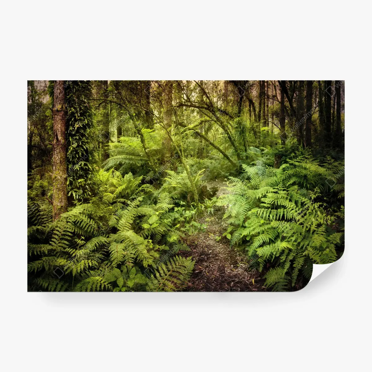 Wall mural lush fern rainforest path • Wallissimo®