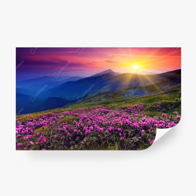 Wall mural pink rhododendron mountain sunrise