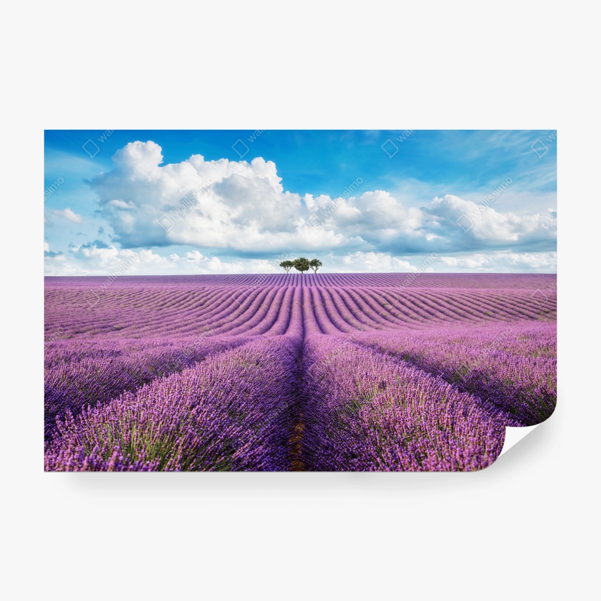 Wall mural lavender fields under a blue sky • Wallissimo®