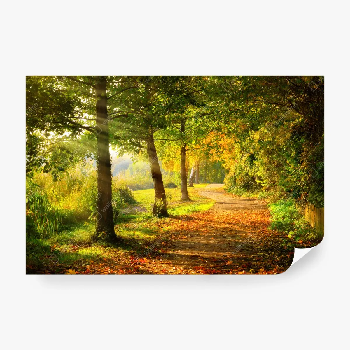 Wall mural autumn sunbeams along a park path • Wallissimo®