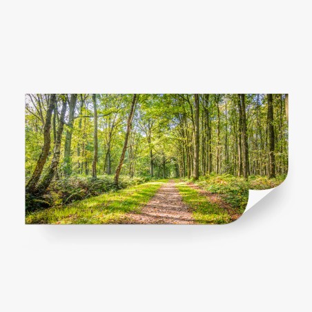 Wall mural sunlit forest trail • Wallissimo®
