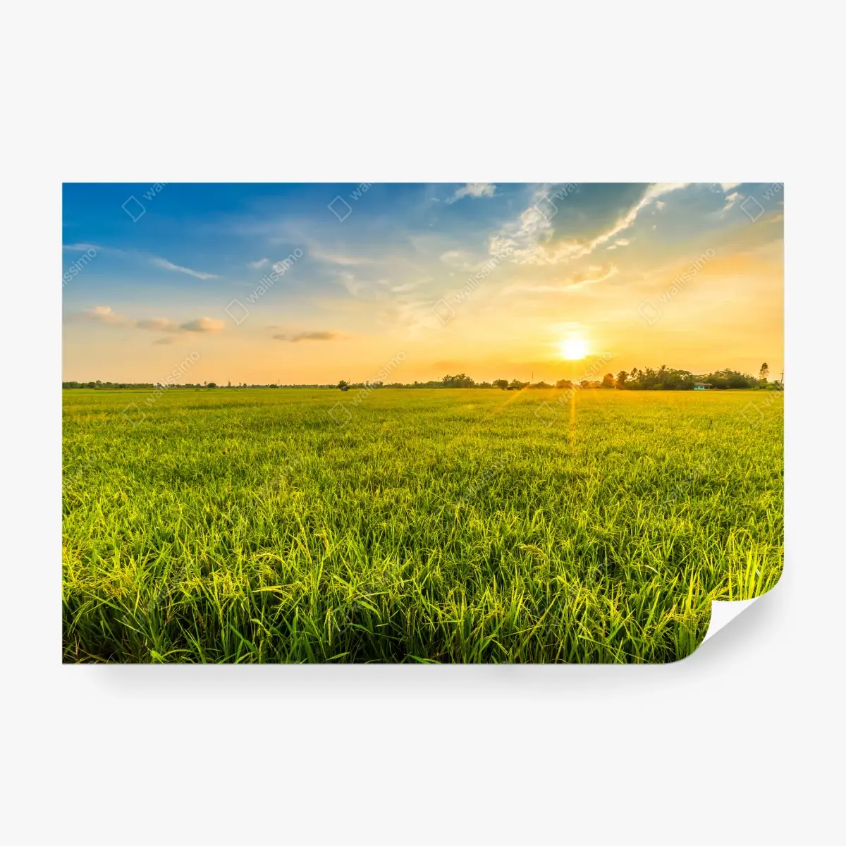 Wall mural golden sunset over green meadow • Wallissimo®