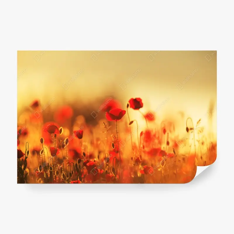 Wall mural golden poppy meadow at sunset