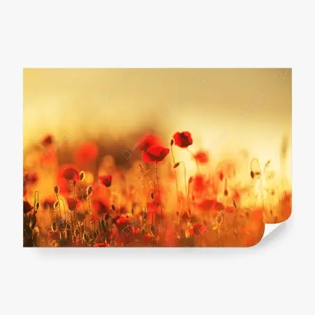 Wall mural golden poppy meadow at sunset • Wallissimo®
