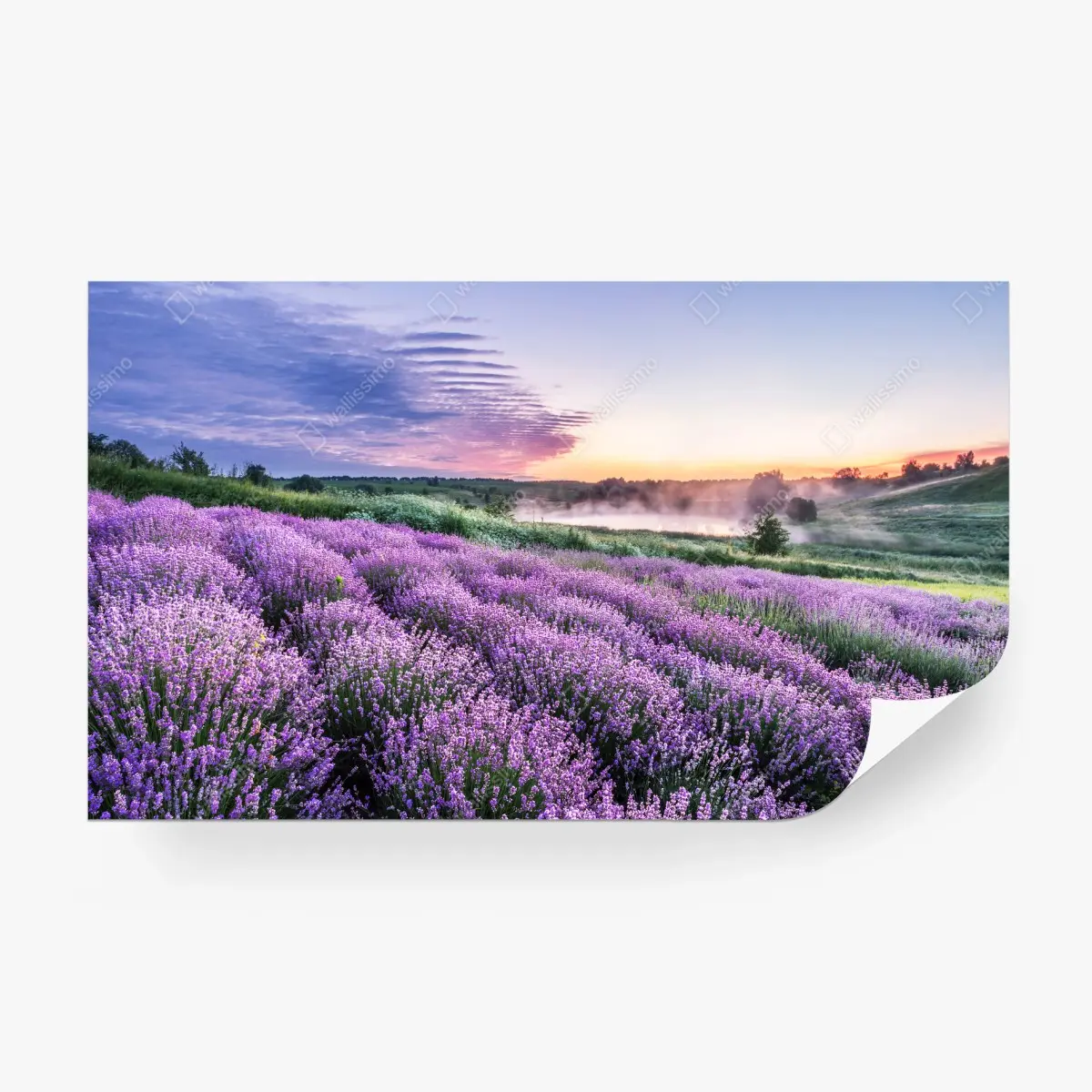 Wall mural lavender field at dawn • Wallissimo®