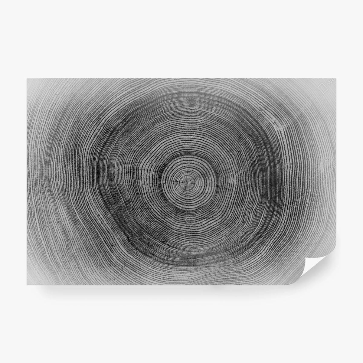 Wall mural monochrome tree rings texture • Wallissimo®