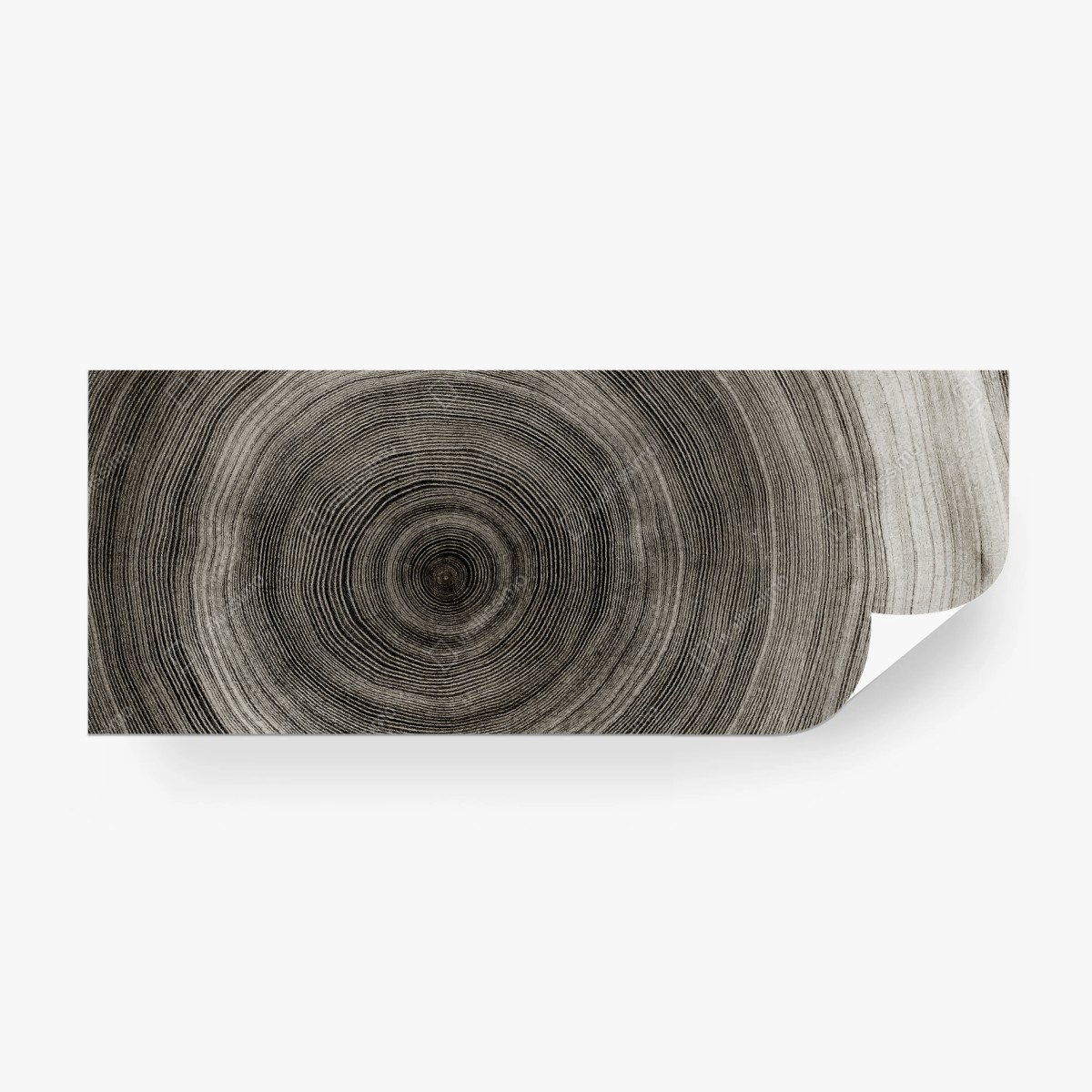 Wall mural concentric tree rings wood texture • Wallissimo®