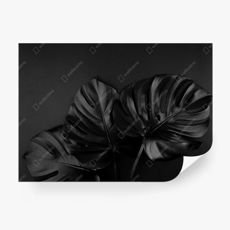 Wall mural black monstera leaves on dark background • Wallissimo®