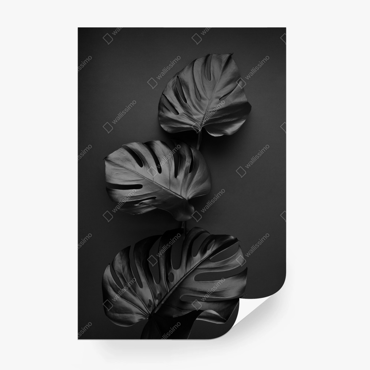 Wall mural black monstera leaves composition • Wallissimo® Wall mural black monstera leaves composition • Wallissimo®