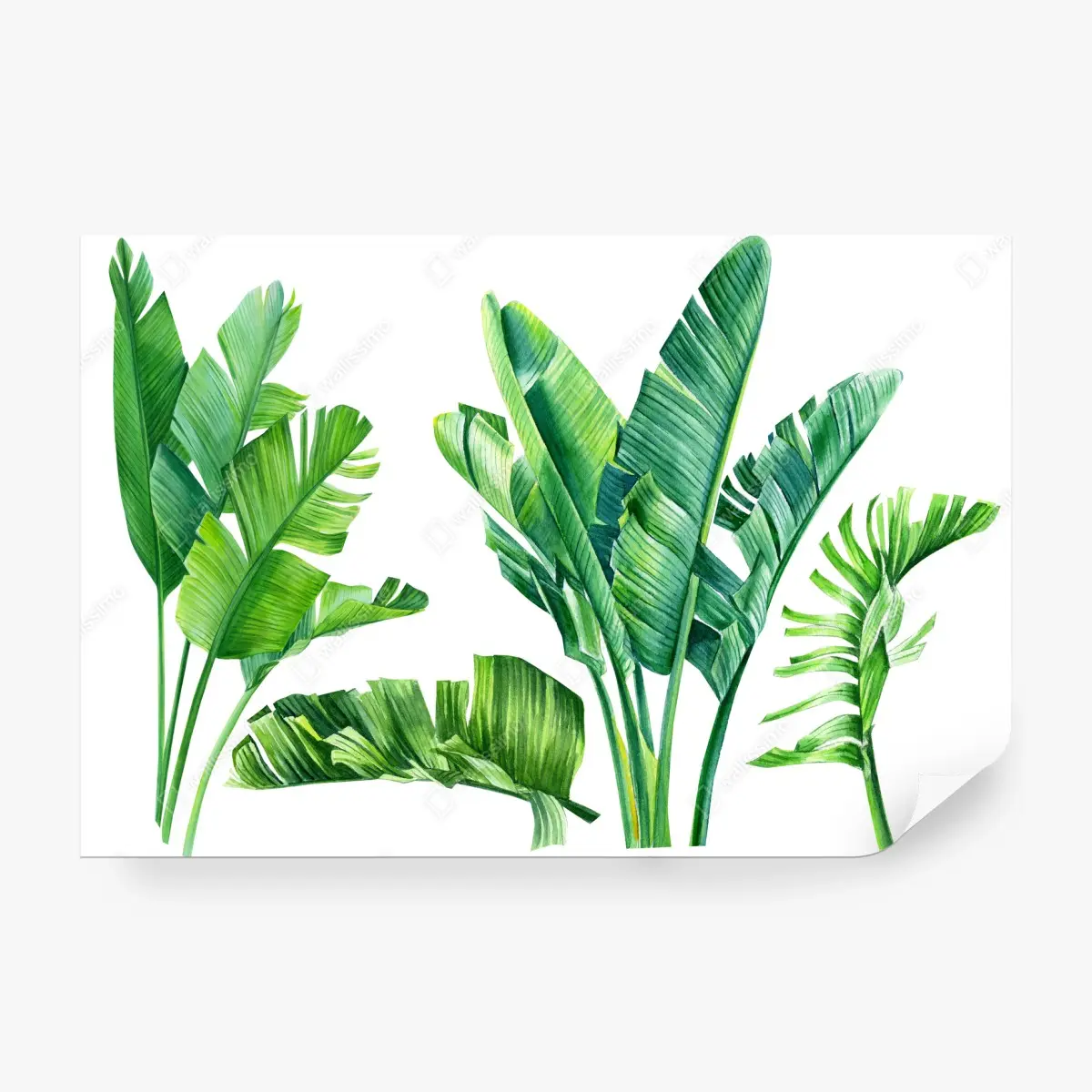 Wall mural tropical banana leaf watercolor composition • Wallissimo®