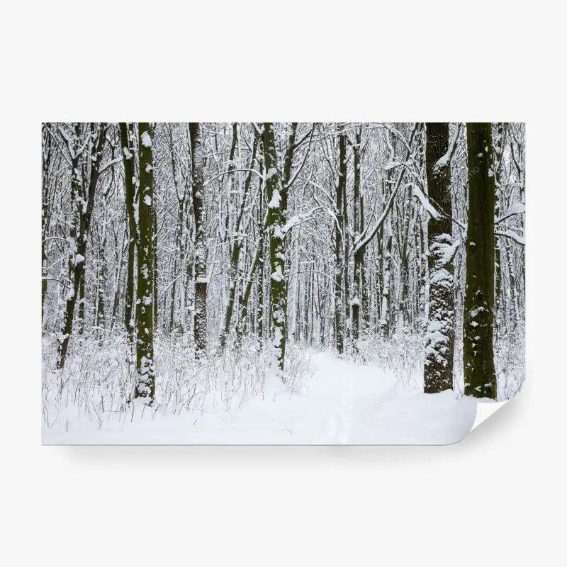 Wall mural winter forest path in snow