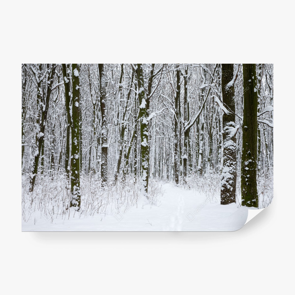Wall mural winter forest path in snow • Wallissimo®