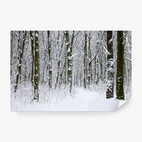 Wall mural winter forest path in snow • Wallissimo®