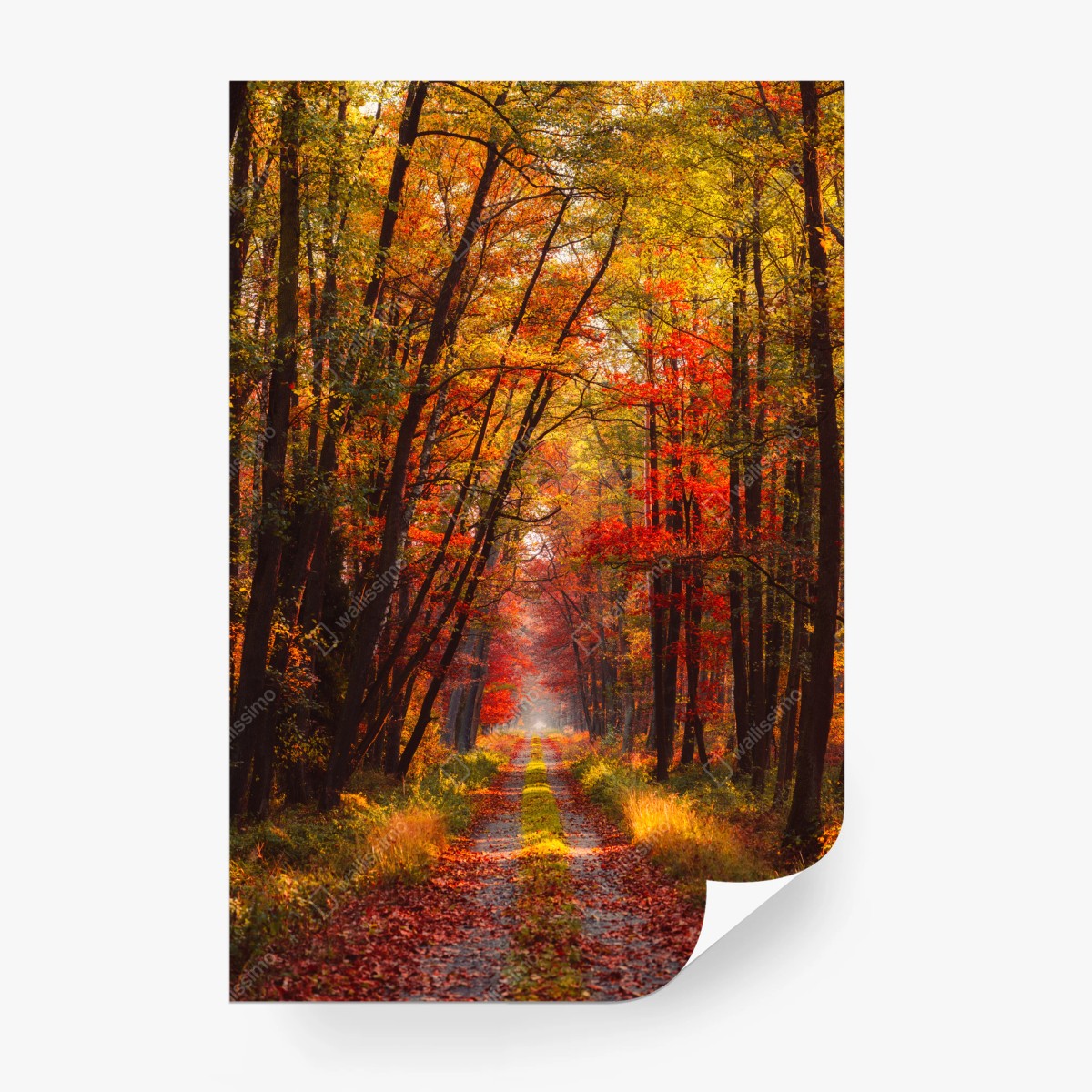 Wall mural golden autumn forest pathway • Wallissimo®