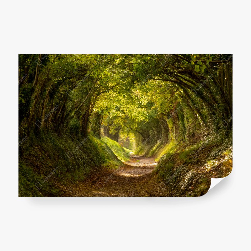 Wall mural sunlit forest tunnel • Wallissimo® Wall mural sunlit forest tunnel • Wallissimo®