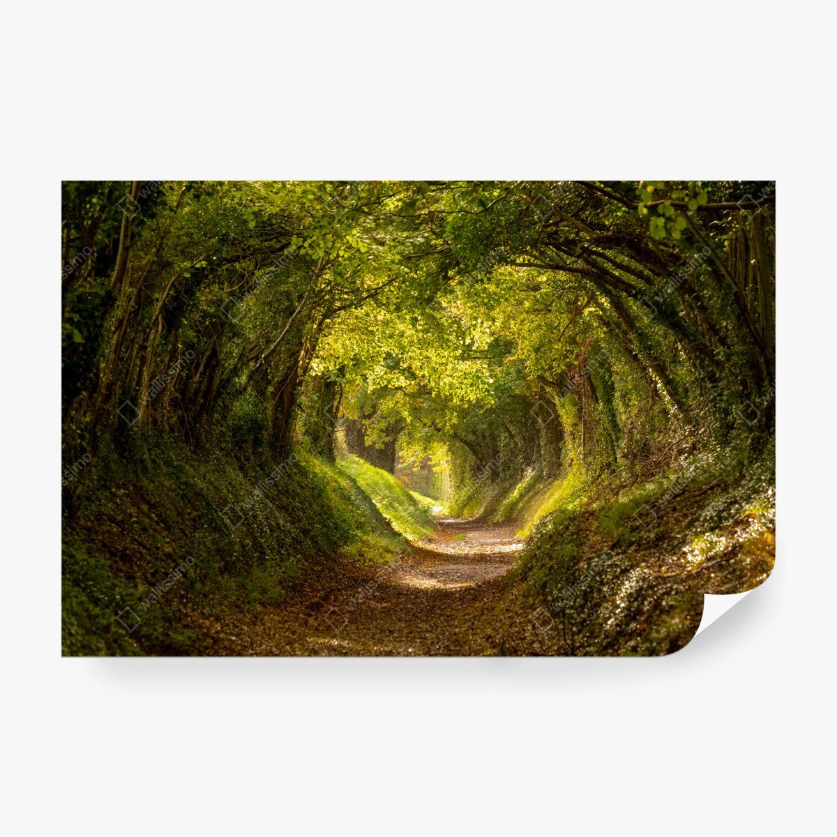 Wall mural sunlit forest tunnel • Wallissimo® Wall mural sunlit forest tunnel • Wallissimo®