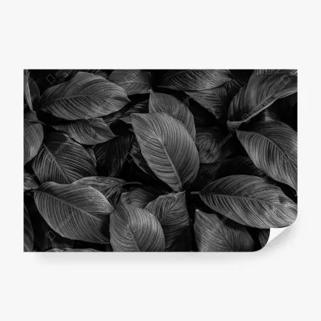 Wall mural monochrome tropical leaves • Wallissimo®