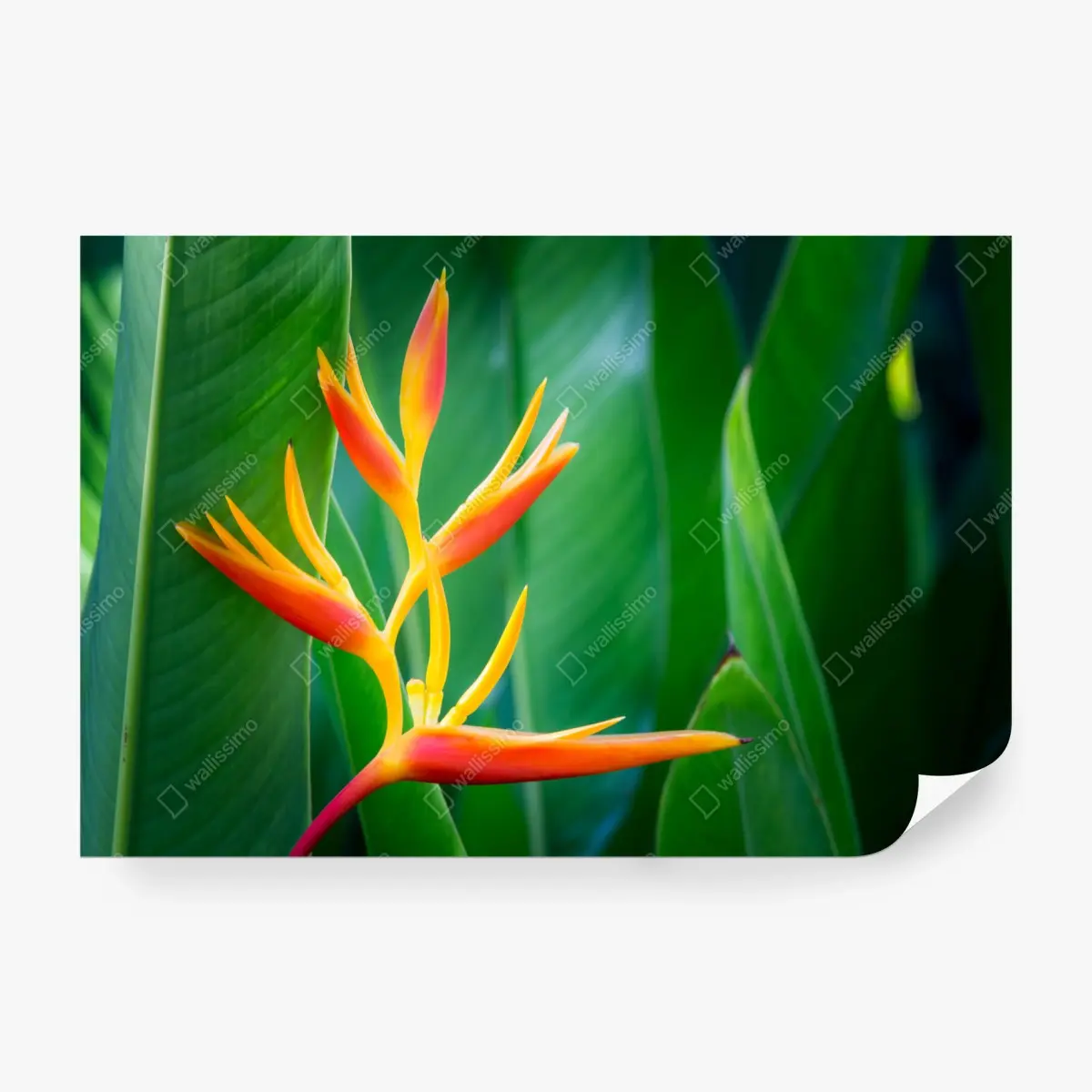 Wall mural vibrant tropical heliconia blossom • Wallissimo®