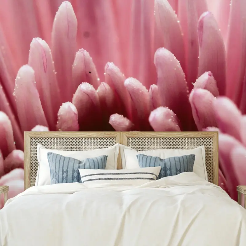 Wall mural soft pink chrysanthemum close-up