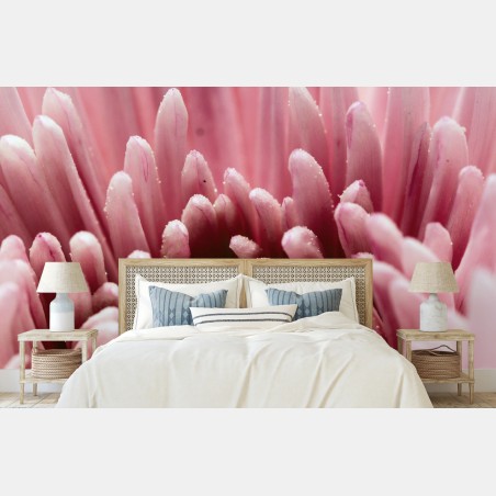 Wall mural soft pink chrysanthemum close-up • Wallissimo®